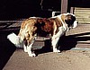 Eddie